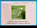 INECTS CROSSWORD KIDS KNOWLEDGE ENGLISH