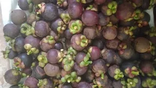 As we all know #mangosteen_peel has a lot of benefits to us so as well as in the plants. This video . 