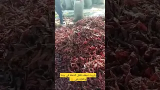 ياريت نخاف على اولادنا ونفسنا ونجفف فلفل الشطة في بيتنا 