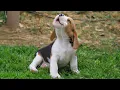 You Will Die From The Cuteness of These PUPPIES Funniest Puppy s of 2026