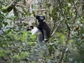 Download Lagu Indri singing in the rainforest