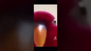 Bruh What Da Hell Boi 