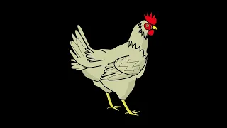 Chicken Sounds 1 Hour 