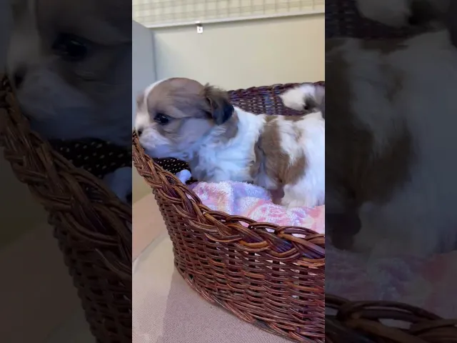 動画