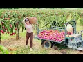 Download Lagu Harvesting 1000 Dragon Fruit, Use Truck To Transport Many Dragon Fruit Go To Market Sell