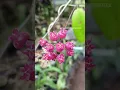 Download Lagu hoya pauziana Rare item hoyasss | #hoyaplant #hoyacare #hoyacollection #shorts #short #shortvideo