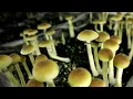 Ann Arbor city council votes to make psychedelic mushrooms legal