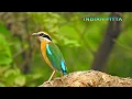 Lagu Indian Pitta Call | Pitta Brachyura | Beautiful Birds Calling | Six O Clock Bird | Birdie | नवरंग