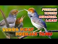 Download Lagu Suara pikat prenjak tamu terbaru di jamin 100% anti zonk