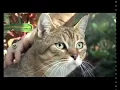 Pixie Bob Cats 101