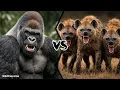 Gorilla vs Hyena Clan - Who Would Win