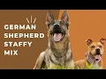 German Shepherd American Staffordshire Mix Info With Pictures