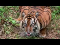 Pay attention:  you can change your brain | Kitty Chisholm | TEDxLondonBusinessSchool
