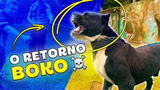Boko o retorno, vocês pediram e fizemos um vídeo desse exemplar magnífico😍🥰☠️