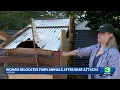 Auburn woman relocates farm animals after bear attacks on chicken coop