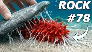 I Flipped 100 Rocks on the Ocean Floor Sea Monsters