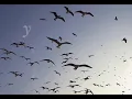 Un velero llamado Libertad - José Luis Perales