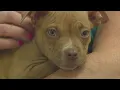 APA Missouri announces new facility to tackle pet overcrowding