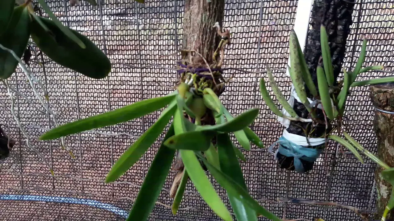 ORQUÍDEAS QUE VÃO BEM EM TRONCOS E OUTRAS QUE PREFEREM VASO