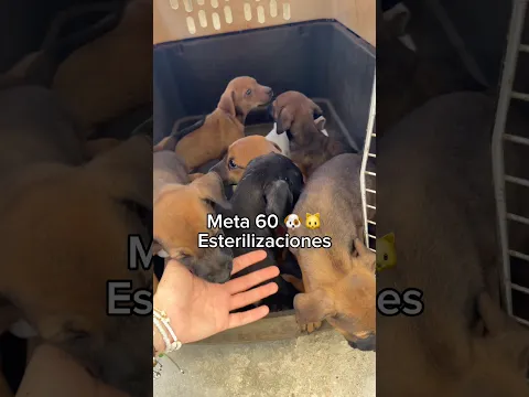Te gustaría poner tu granito de arena? Todos los datos están en el link de mi bio 🐶❤️🐱 TODO SUMA