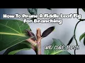 Fiddle Leaf Fig Pruning WITH 7 NEW BRANCHES Plant Care Tips Too