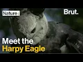 Meet the Harpy Eagle