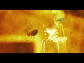 elijah - virus [Visualizer]