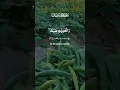 Download Lagu surah Al adiyat #shortsfeed #islamicprayer #@youtubecreators