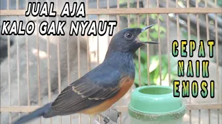 suara kretekan murai betina gacor memanggil jantan ini sangat efektif bikin nyaut nembak muraigacor