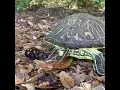 Download Lagu Turtle crossing