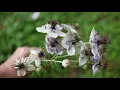 In Bloom: Love in a Mist / Nigella - Delft Blue and Bridal Veil - Cut Flower Gardening for Beginners