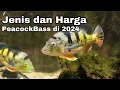 Download Lagu Jenis dan harga ikan peacock bass