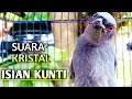 Download Lagu srigunting abu abu gacor PANCINGAN PALING NGERI BONGKAR ISIAN MEWAH