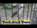 Download Lagu cara pemulihan Trucukan stres \u0026 Trucukan Trauma