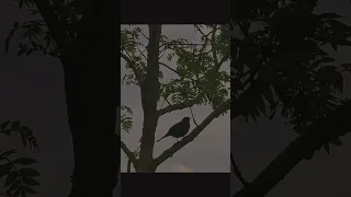 تغريد طائر الشحرور Nature Photography Travel Forestsounds راحة نفسية Relaxing 