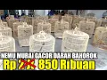 Lagu EDAN !!! MURAI GACOR DARAH BAHOROK DIJUAL MURAH CUMA 850 RIBUAN DIKIOS PASAR BURUNG PRAMUKA