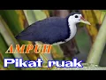 Download Lagu SUARA PIKAT RUAK RUAK AMPUH/AUTO KUMPUL @sniperkarembong