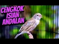 Download Lagu MATERI CENGKOK ISIAN MEWAH - MASTERAN KENARI ISIAN BLACKTHROAT GACOR SUARA JERNIH PILIHAN