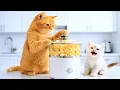 Download Lagu Mama Cat and Kitten Learn to Make Popcorn | Family Cooking Adventure!
