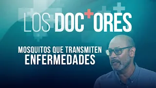 ‘Los Doctores’: Mosquitos que transmiten enfermedades
