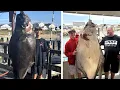 Download Lagu 13-Year-Old Reels in 177 Pound Halibut on Fishing Trip