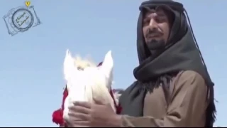 ش  ي ل ه  ما اتركك يا بو عيون سود وحداني دندنها