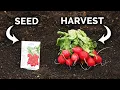 Growing Radishes From Seed to Harvest