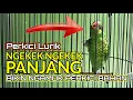 Lagu PERKICI LURIK GACOR NGEROL‼️ PENDONGKRAK EMOSI PERKCIKI PANTAI MUDA HUTAN agar BUNYI🔴