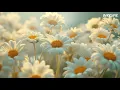 Hyndia - Tidak semua orang berjuang hingga akhir | Lirik lagu (Lyrics)