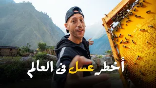 عسل الهلوسة   أخطر وأغلى عسل فى العالم                      دندنها