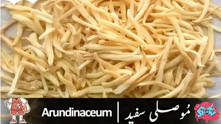 سفید موصلی پہچان اور طریقہ استعمال سفید موصلی کے فوائد 