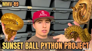 Sunset Ball Python Project SPOTLIGHT