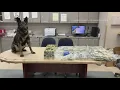 Forsyth Co drug task force seizes over 1 million of THC vape pens
