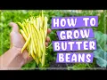 How To Plant and Grow Butter Wax Bean Edible Gardening